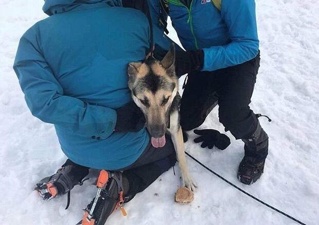 Герой-альпинист рискнул жизнью, чтобы спасти двух собак альпинист, горы, животные, из любви к животным, пропала собака, собаки, спасатель, чудесное спасение