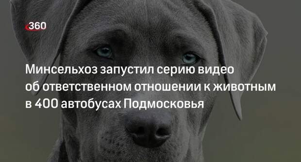 Минсельхоз запустил серию видео об ответственном отношении к животным в 400 автобусах Подмосковья