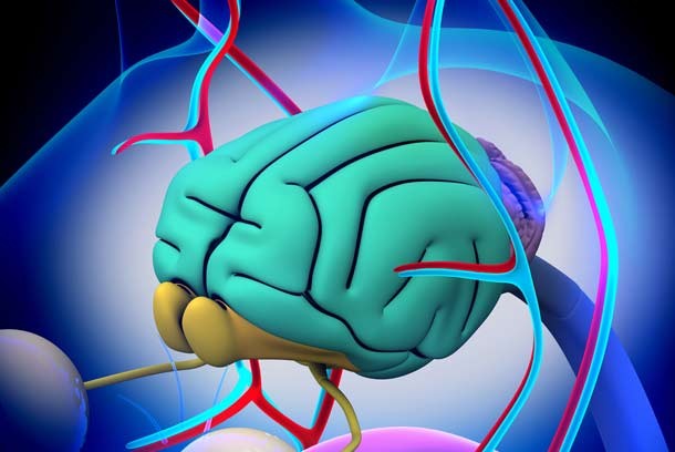 catbrain2-610x408