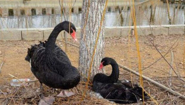 Черные лебеди впали в глубокую депрессию после того, как у них украли яйца