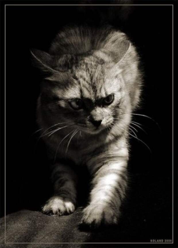 Плачущий Котик Картинки