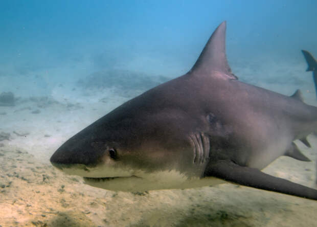 Мужчина лишился ноги после нападения акулы во время медового месяца