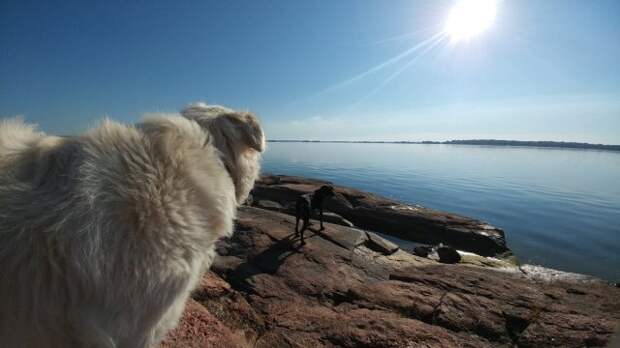 It's Dog or Nothing | #FluffiesGoneFamous