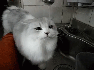 GIF-доказательство, что коты - чертовски весёлые ребята GIF коты юмор