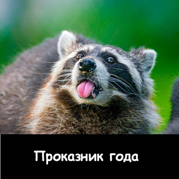 Енотопремия: если бы еноты получали премию Енотопремия: если бы еноты получали премию