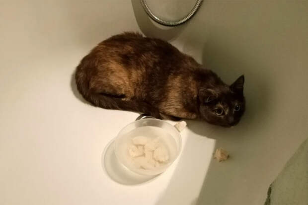 В Новосибирске владельцы кошки Шпули взяли на воспитание дикую Мышу