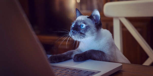 o-CAT-COMPUTER-facebook-1024x512 (700x350, 176Kb)