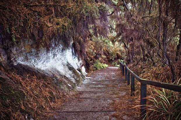 Elfijskie-lesa-Novoj-Zelandii-Stasa-Kulesha-31-foto