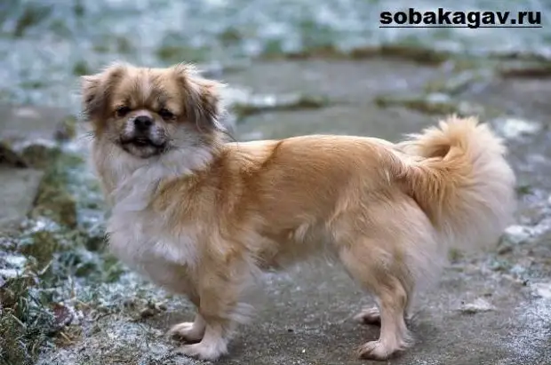 Тибетский спаниель собака. Описание, особенности, уход и цена породы