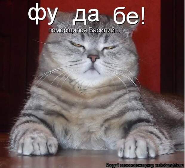 Лучшие котоматрицы недели (50 фото)
