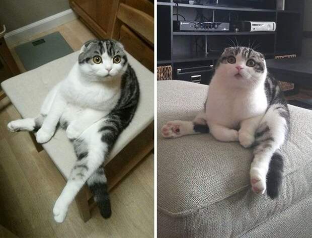 Наши любимые котики