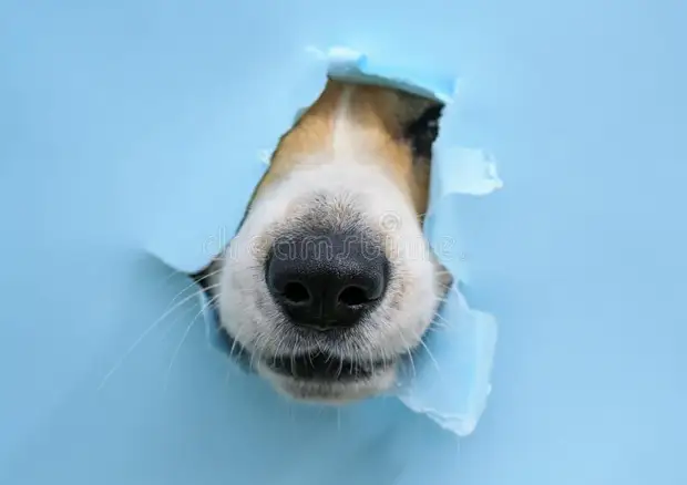 Любопытноносики