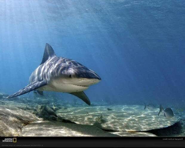 4. Никарагуа — единственное в мире пресноводное озеро, в котором водятся акулы.Эта акула имеет собственное научное название: никарагуанская акула Carcharhinus nicaraguensis. никарагуа, озеро, факты