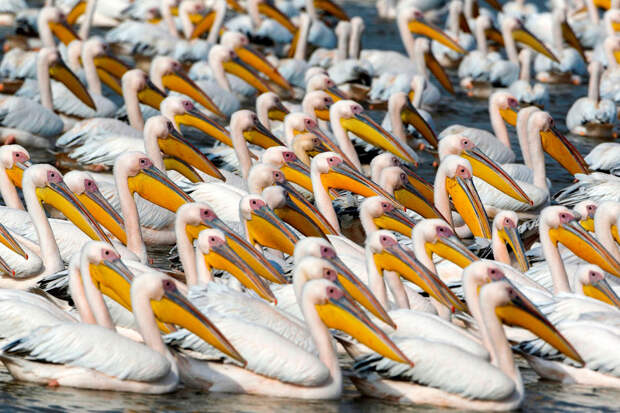 Большие белые пеликаны