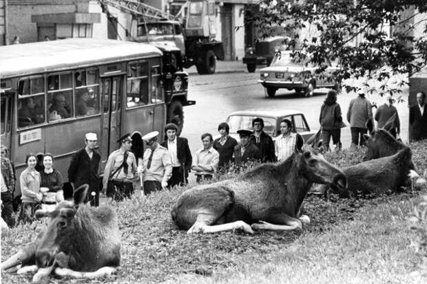 Лоси на Преображенской улице, Москва, 1979 год история, события, фото