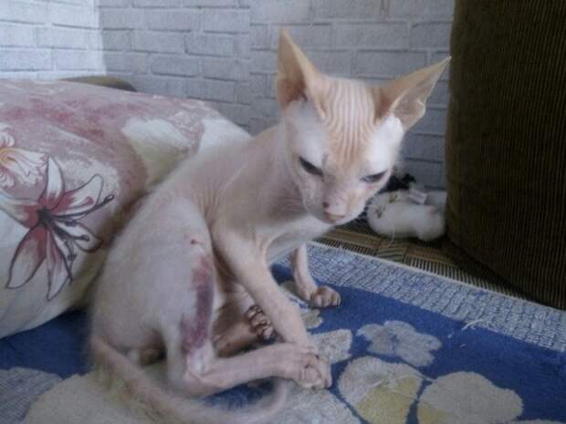 В Челябинской области волонтеры спасают кота без шерсти, которого сильно избили и выкинули на улицу