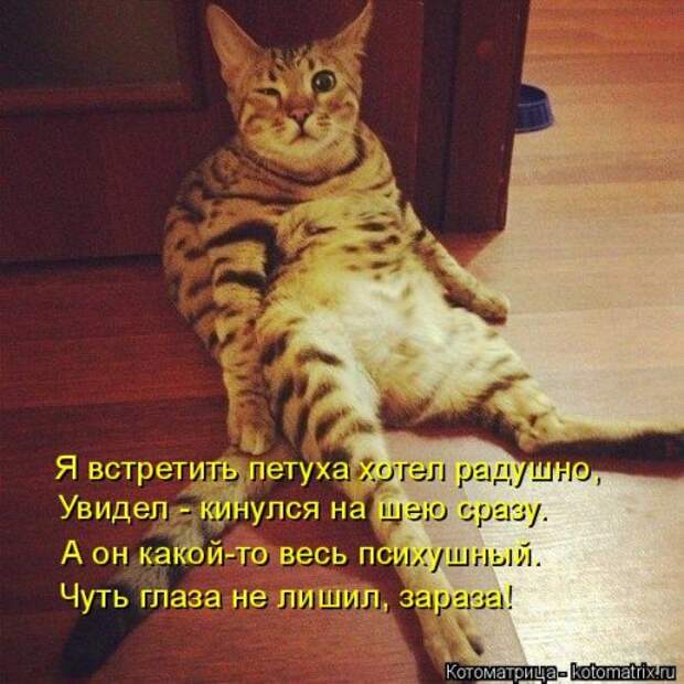 Свежая котоматрица (21 фото)