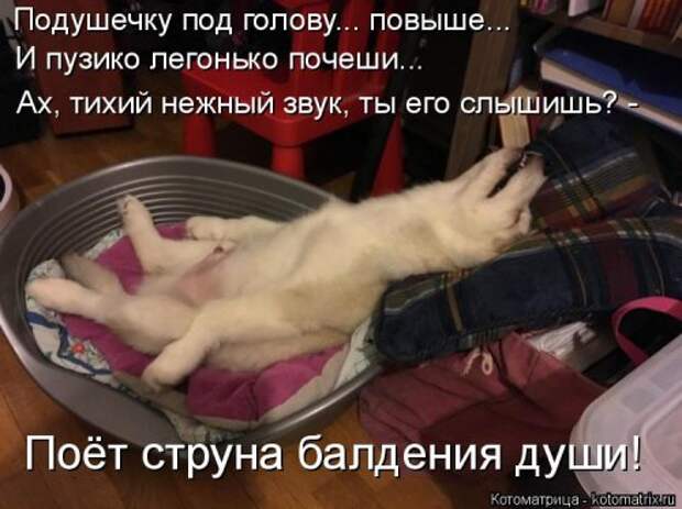 Новая котоматрица для настроения (20 фото)