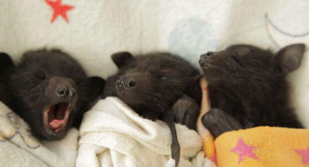 Почему мы больше не боимся летучих мышей