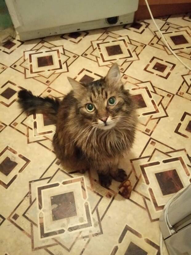 кот в доме