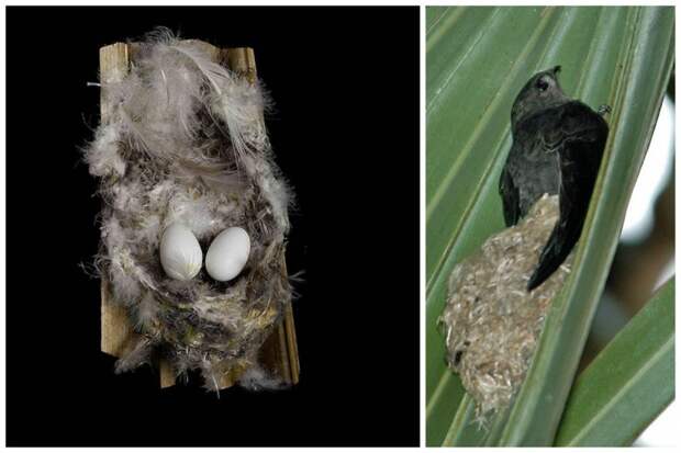 Интересное гнездо у пальмового стрижа - он приклеивает на полоску слюны, снизу пальмового листа, несколько перьев и к ним также слюной приклеивает яйца, после того, как вылупятся птенцы они все время цепляются за подстилку и прижимаются грудью к лист гнезда, красота, птицы, удивительное, фауна