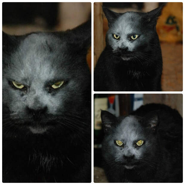 Behold the most demonic black cat ever!