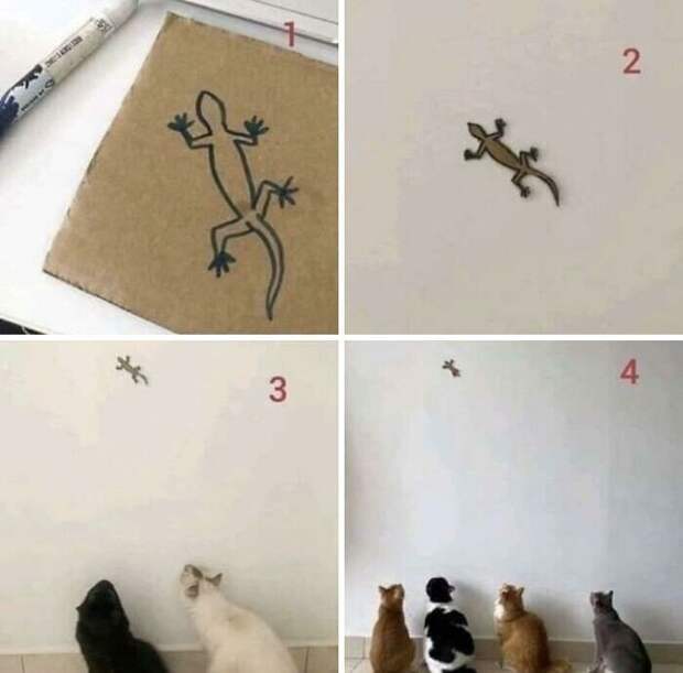 Снимки забавных способов того, чем можно привлечь кота