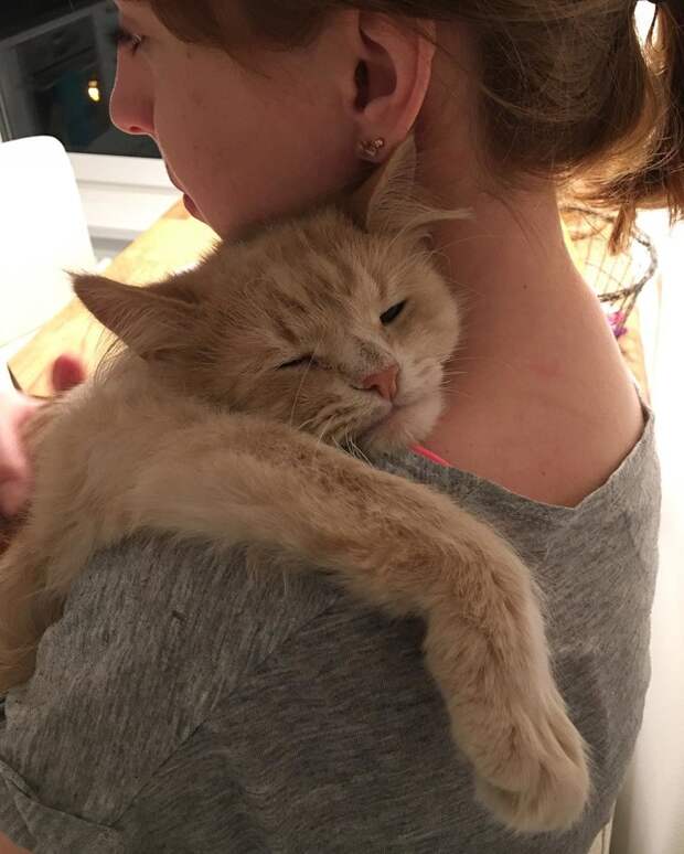 Экзистенциальная тоска: Инстаграм грустного кота Instagram, животные, кот