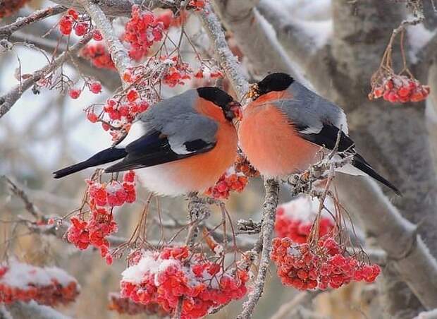 Снегири красота, птицы, фауна