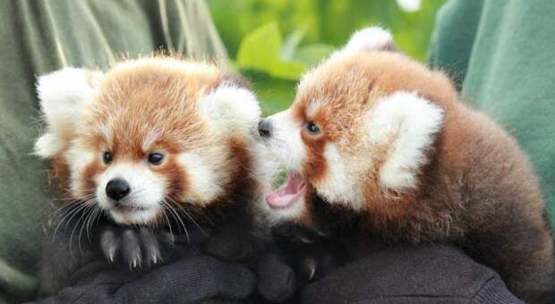 Красная панда: фото, описание, среда обитания