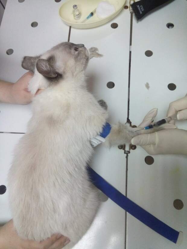 Исхудавшая кошка бегала за прохожими, беззвучно открывая рот кот, кошка, порода, приют, тайская кошка