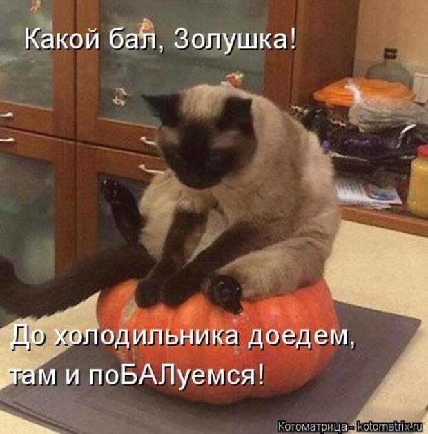 Новая котоматрица на Бугаге (35 фото)