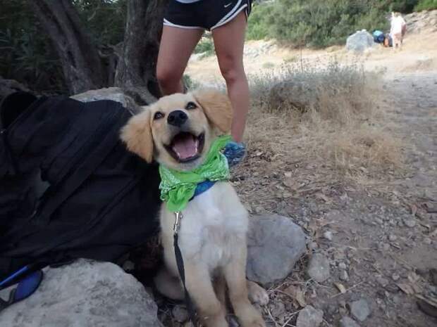 My Friend Adopted A Stray, Meet Duncan, Possibly The Happiest Looking Dog On Crete