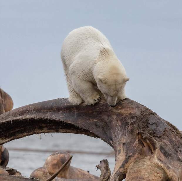 Голова белого медведя застряла в костях кита животные, медведь