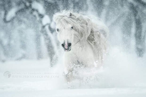 Белое безумие. Автор фото: Катаржина Окжешик-Миколаек 500px, дикая природа, животные, красиво, фотографии