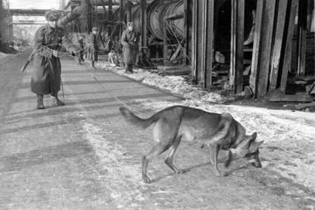 Чем знаменита собака, для которой Сталин отдал свою шинель? вов, история, собака