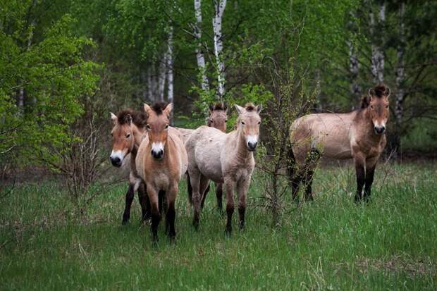 Лошадь Пржевальского Животные правят Чернобылем, животные в чернобыле, зона отчуждения