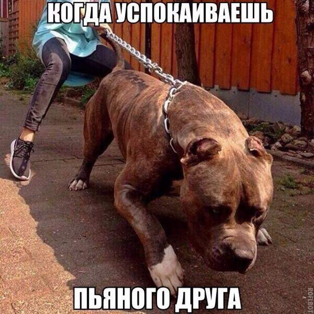 смешные картинки с надписями