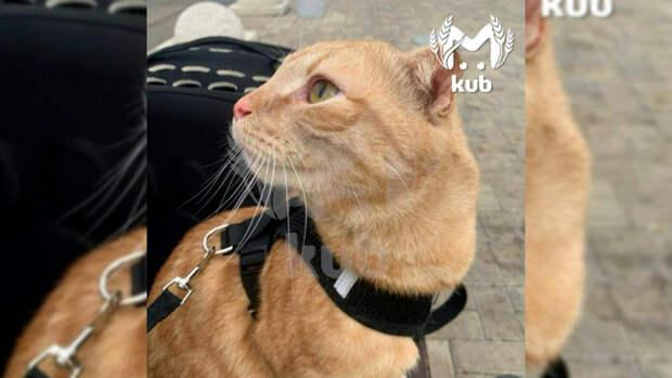 Оставленная кошка / Фото: Kub Mash