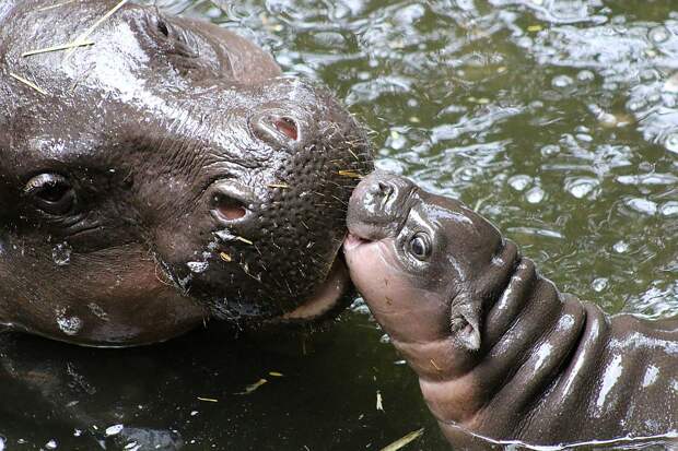 Кэмбири оказалась замечательной мамой! Фото: Страничка Taronga Zoo в Facebook 