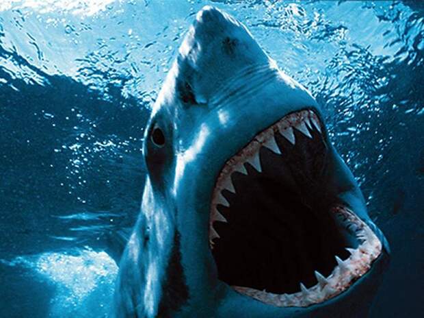 Большая белая акула . 10 самых больших рыб в мире. Фото с сайта NewPix.ru