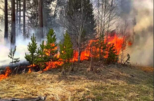 В Нижегородской области введён режим ЧС в связи с лесными пожарами