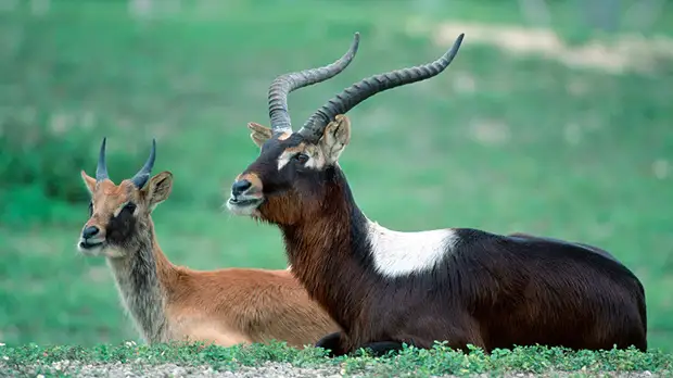 Человеческий фактор: к 2070 году значительно возрастёт риск вымирания 1,7 тысячи видов животных