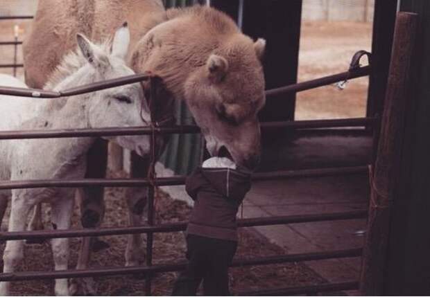Вашего ребенка пытается сожрать верблюд? Скорее фотографируйте!  момент, фотография