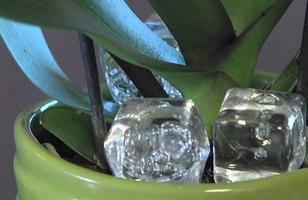 Положите кубик льда в горшок с орхидеей, и увидите как это поможет ей