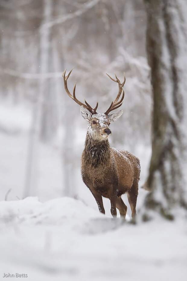 4. животные, мир, олень, природа, фотограф, фотография, шотландия