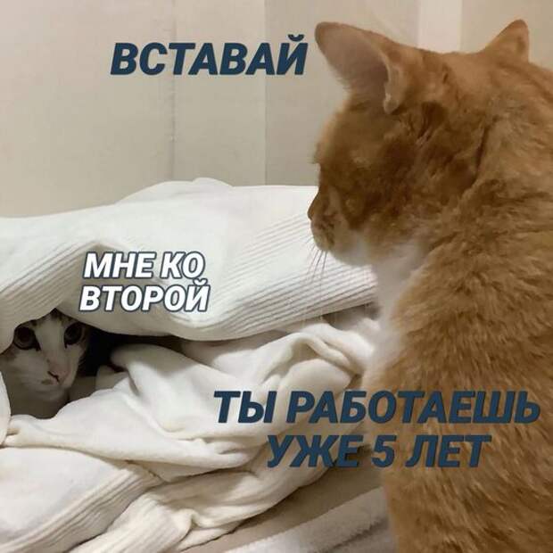 Свежие хорошие ржачные до слез картинки