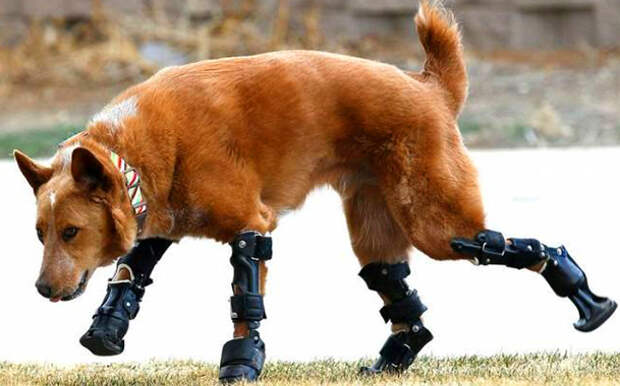 собака на бионических ногах
