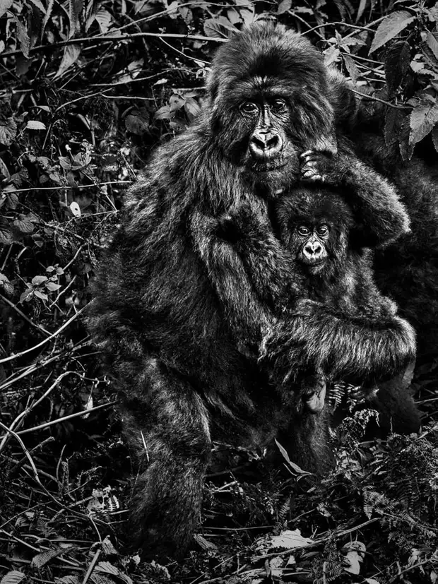 15 выразительных фото диких животных, на которых совершенно точно переданы их эмоции