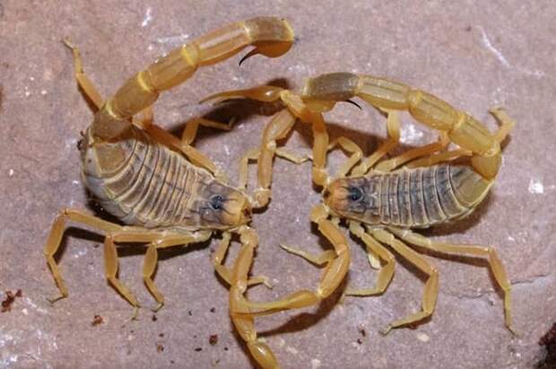 7. Скорпион Leiurus quinquestriatus животные, мир, опасность